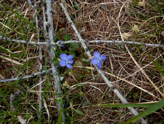 Blaues Veilchen