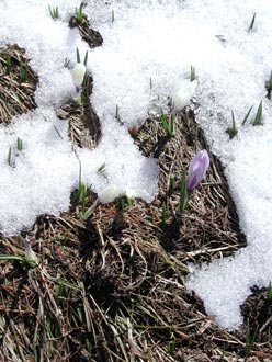 Krokus im Schnee