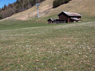 Schöne Krokuswiese