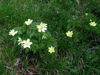 Schwefelanemonen