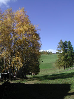 Birken im Herbst