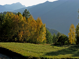 Herbstbirken